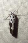 Ethmia quadrillella