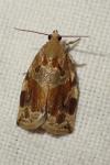 Archips xylosteana