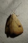 Rivula sericealis
