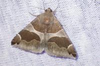 Dysgonia algira