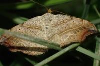 Laspeyria flexula