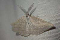 Perconia strigillaria