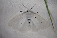 Diaphora mendica