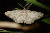 Hypomecis punctinalis