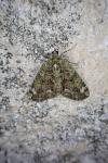 Chloroclysta siterata