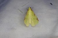 Opisthograptis luteolata