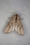 Egira conspicillaris