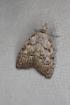 Meganola strigula