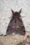Notodonta dromedarius
