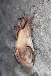 Notodonta ziczac