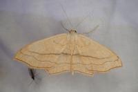 Cyclophora linearia