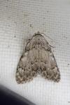 Meganola strigula