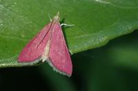 Pyrausta inornatalis