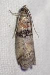 Sciota rhenella