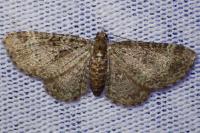 Pasiphila chloerata