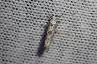 Paraswammerdamia albicapitella
