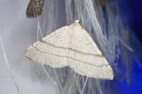 Adactylotis gesticularia