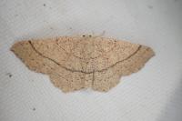 Cyclophora ruficiliaria