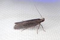 Neofaculta ericetella