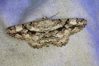 Peribatodes umbraria umbraria
