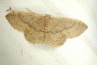 Scopula incanata