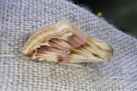 Eublemma ostrina
