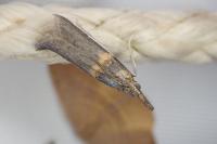 Etiella zinckenella