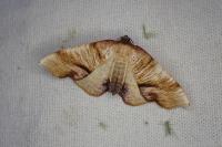 Macaria alternata