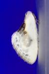 Cilix glaucata