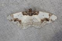 Ligdia adustata