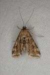 Cataclysta lemnata
