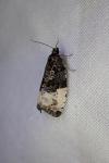 Hedya ochroleucana