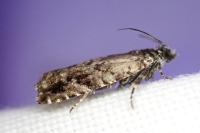 Epinotia