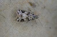 Eudonia delunella