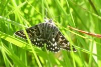 Euclidia mi