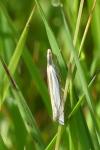 Crambus pascuella