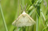 Aspitates ochrearia