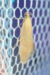 Crassa tinctella