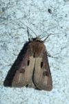 Agrotis exclamationis
