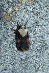 Agrotis puta