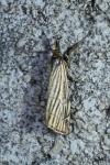 Chrysocramboides craterellus