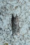 Eudonia angustea