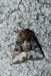 Oligia strigilis