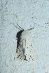Spilosoma lubricipeda