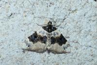 Cosmorhoe ocellata