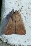 Mythimna albipuncta