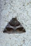 Dysgonia algira