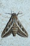 Hyles livornica