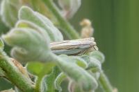 Crambus pascuella