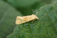 Cochylimorpha straminea